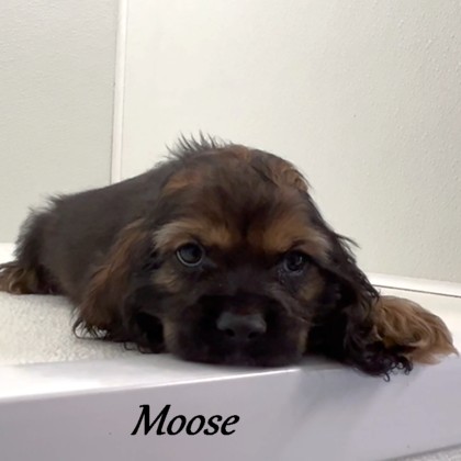 puppy, for, sale, Cocker Spaniel, Joe & Cherri  Overlease, dog, breeder, Miller, MO, dog-breeder, puppy-for-sale, forsale, nearby, find, puppyfind, locator, puppylocator, aca